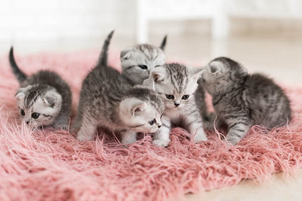 Чистка ковров и мебели